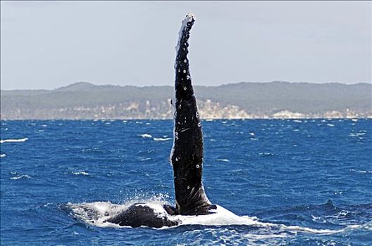 鳍足,驼背鲸,大翅鲸属,鲸鱼,赫维湾,正面,弗雷泽岛,昆士兰,澳大利亚