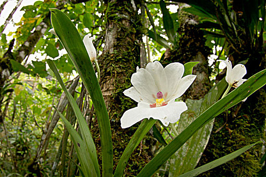 白色,兰花,哥斯达黎加