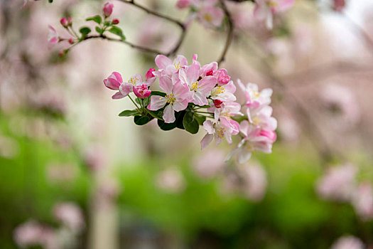 紫荆花,海棠花