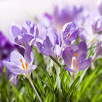 藏红花,春天,草地,花,春花,植物,漏斗,紫罗兰,户外