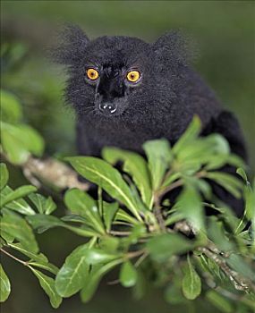 黑狐猴,物种,外滨,岛屿,东北方,马达加斯加
