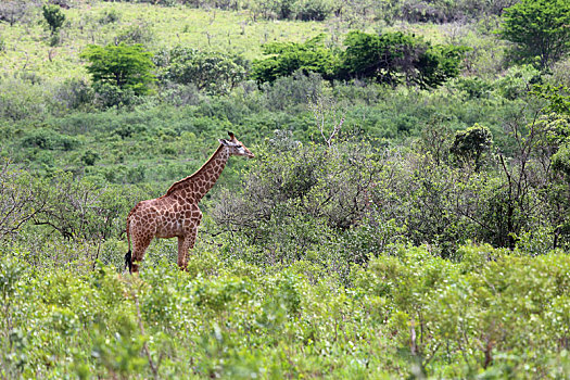 长颈鹿,非洲农村,南非
