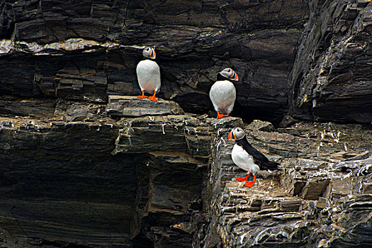 挪威,斯瓦尔巴特群岛,角嘴海雀,北极
