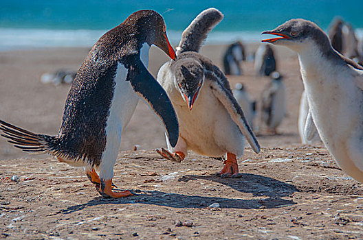 南极巴布亚企鹅