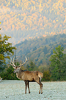 红鹿,马鹿,鹿,站,霜,覆盖,秋天的田野,巴伐利亚,德国