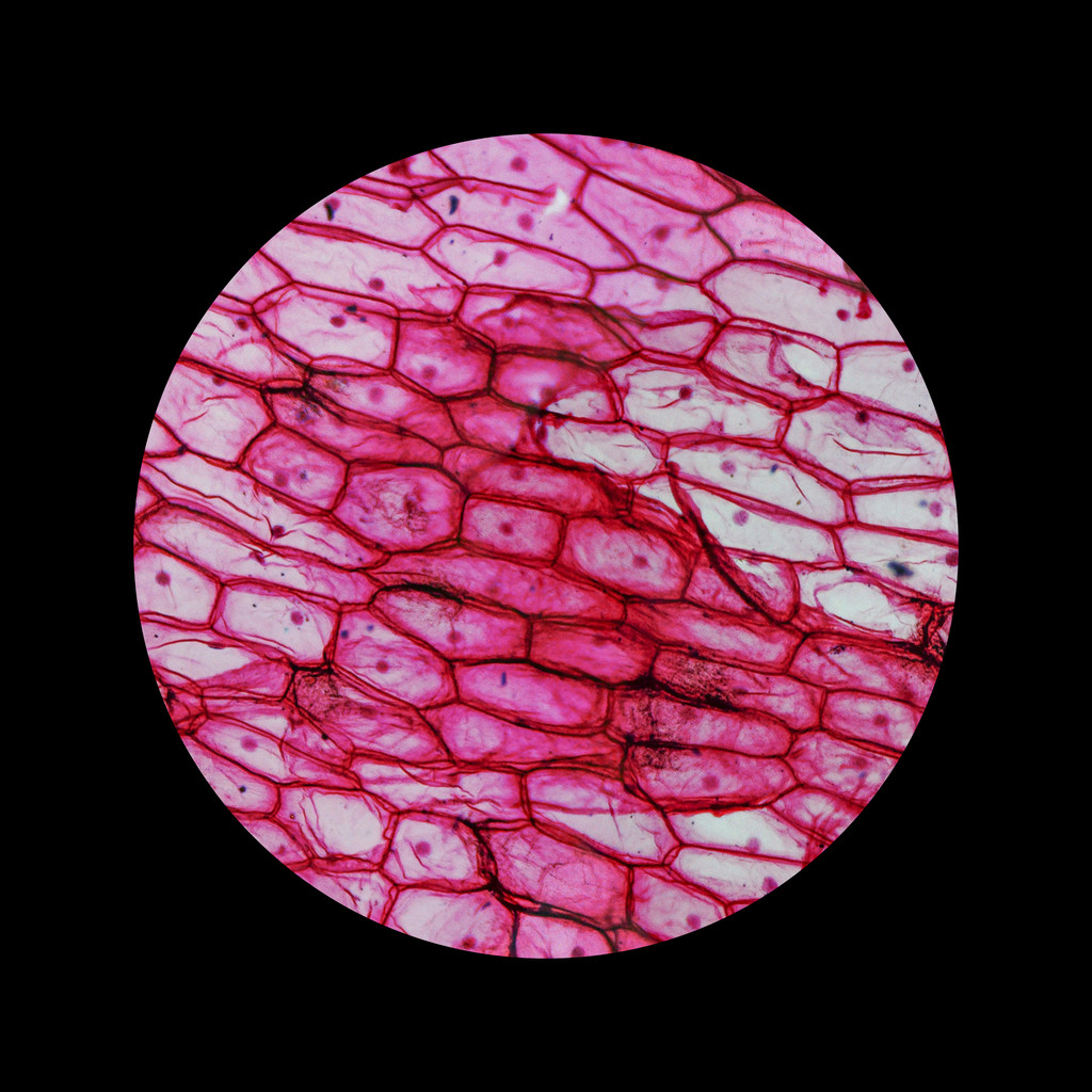 显微镜下的洋葱图片