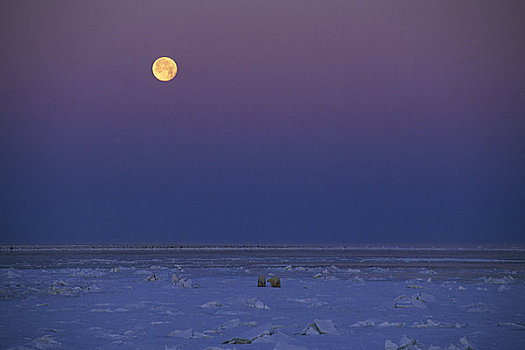 加拿大,曼尼托巴,哈得逊湾,浮冰,满月,北极熊