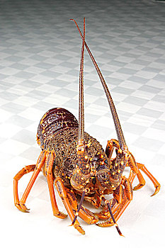 澳洲龙虾