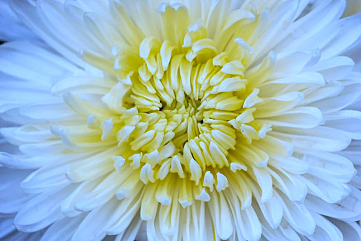 微距拍摄白色菊花