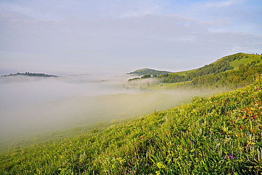 草原,牧场,高原,绿树,云雾