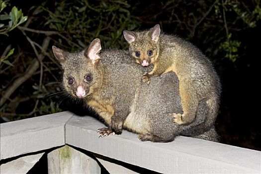 负鼠,小动物,塔斯马尼亚,澳大利亚