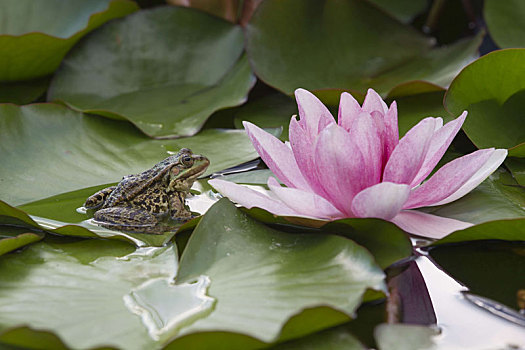 水塘,青蛙,叶子,睡莲属植物