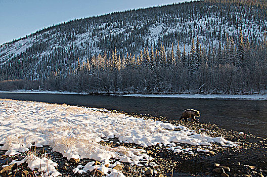 大灰熊,棕熊,走,捕鱼,枝条,河,生态,自然保护区,育空地区,加拿大