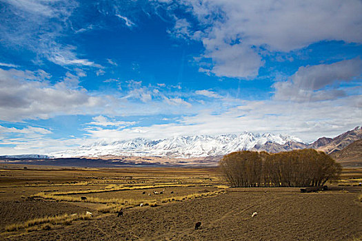 雪山下好牧场