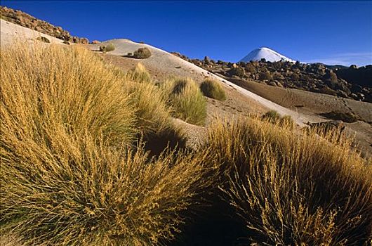 智利,沙丘,靠近,岸边,拉乌卡国家公园