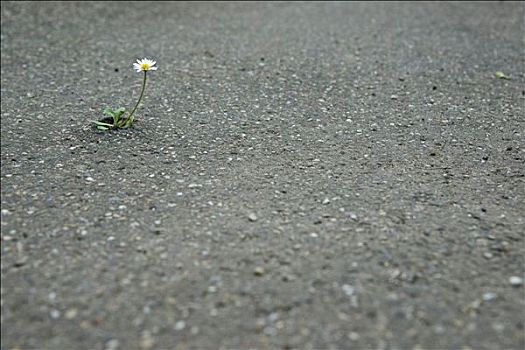 雏菊,盛开,道路