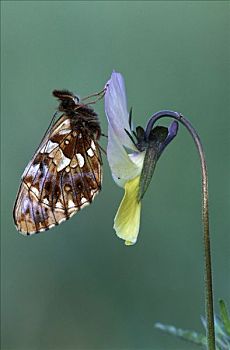 豹纹蝶,成年,三色堇,欧洲