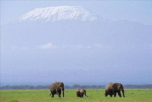 大象,非洲象,哺乳动物,正面,乞力马扎罗山,安伯塞利国家公园,肯尼亚,非洲,动物