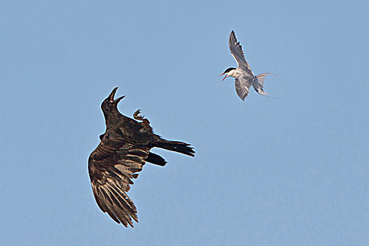北极燕鸥,飞,曼尼托巴,加拿大