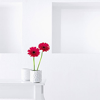 深粉色,大丁草,雏菊,白色,花瓶,桌上,白墙