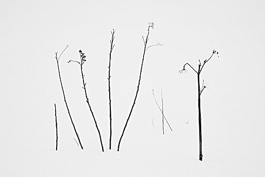 积雪,冬季风景,植物,覆雪