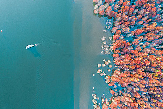 中国安徽红杉林风景