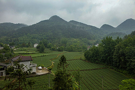 恩施,黄鹤峰,风景,景点,旅游,高山,山区,神秘,树木,植被,石头,鄂西,奇石,峡谷,壮观,云海,仙境