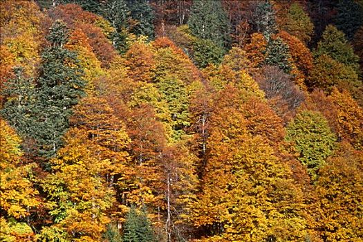 秋日树林,奥地利