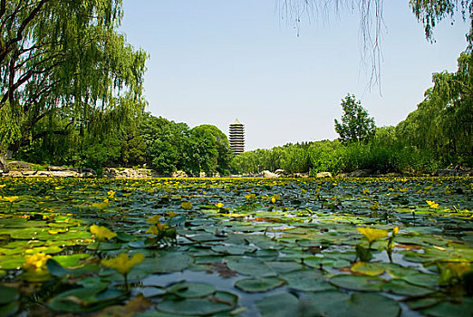 北京大学夏天的未名湖和博雅塔
