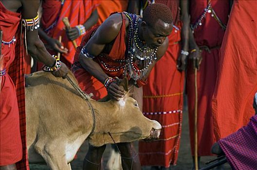 马萨伊勇士,出血,母牛,马赛马拉,肯尼亚,东非