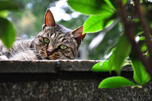 一只在墙上嬉戏的猫咪,可爱调皮