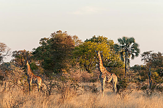 长颈鹿,奥卡万戈三角洲,博茨瓦纳