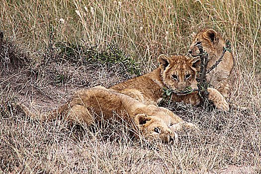 肯尼亚非洲大草原狮子-三只幼狮玩耍