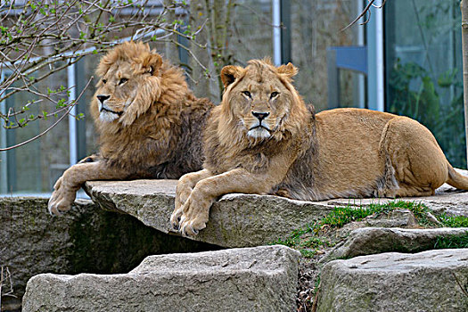 两个,狮子,雄性,俘获,动物园,慕尼黑,巴伐利亚,德国,欧洲