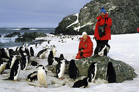 南极,岛屿,南设得兰群岛,游客,看