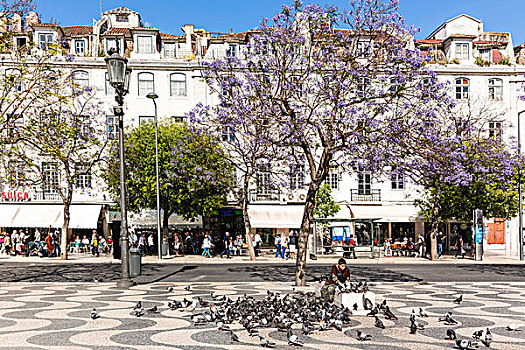 鸽子,下方,蓝花楹,树,罗西奥,里斯本,葡萄牙