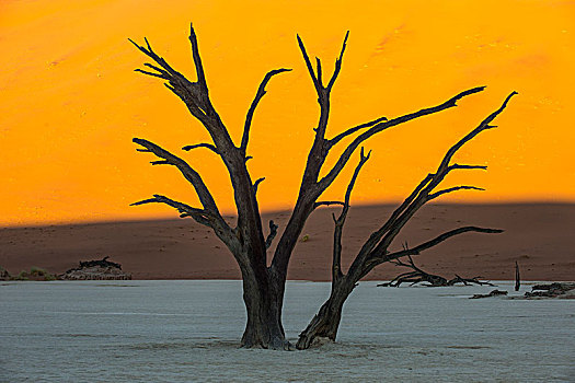 死亡谷,老,干燥,湖,纳米布沙漠,纳米比亚