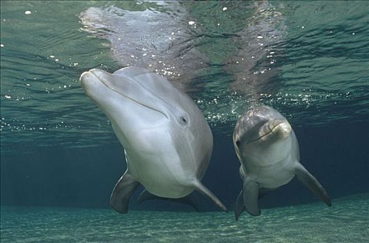 宽吻海豚,水下,一对,夏威夷,圈养动物