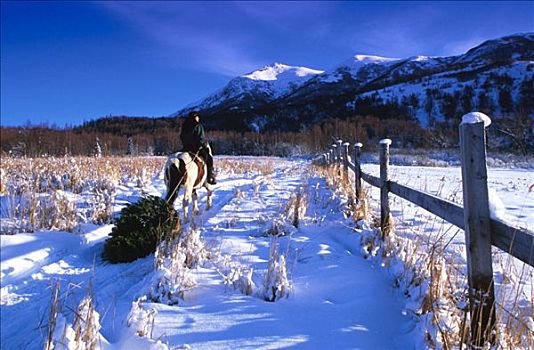 人,骑马,拉拽,圣诞树,阿拉斯加
