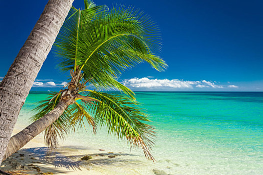 特写,棕榈树,活力,海滩,斐济