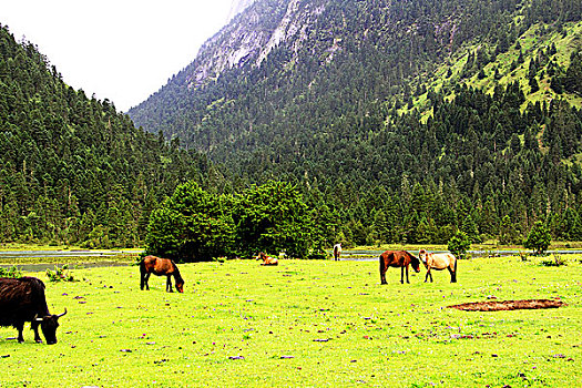 草地山和马
