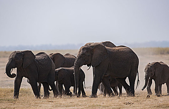非洲大象096