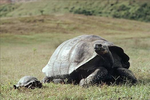 加拉帕戈斯巨龟,加拉帕戈斯象龟,幼兽,五个,古老,阿尔斯多火山,伊莎贝拉岛,加拉帕戈斯群岛,厄瓜多尔