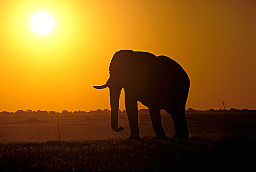 肯尼亚,马赛马拉,非洲象,日落