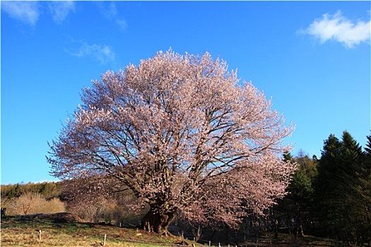 樱桃树,蓝天