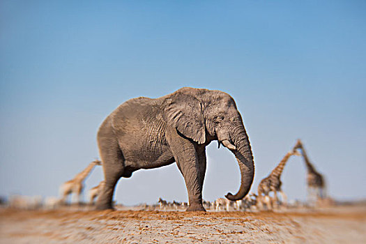 大象,非洲象,埃托沙国家公园,纳米比亚