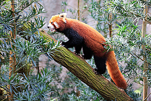 红河小熊猫图片