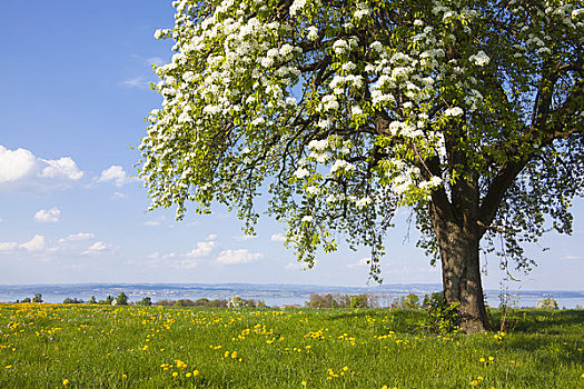 盛开,梨树,蒲公英,瑞士