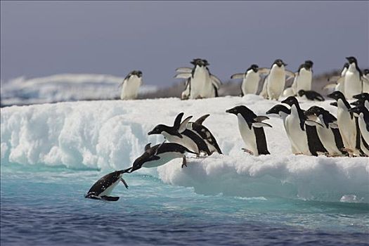 阿德利企鹅,跳跃,冰山,保利特岛,南极