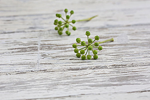 静物,常春藤,花,绿色,木头,白色